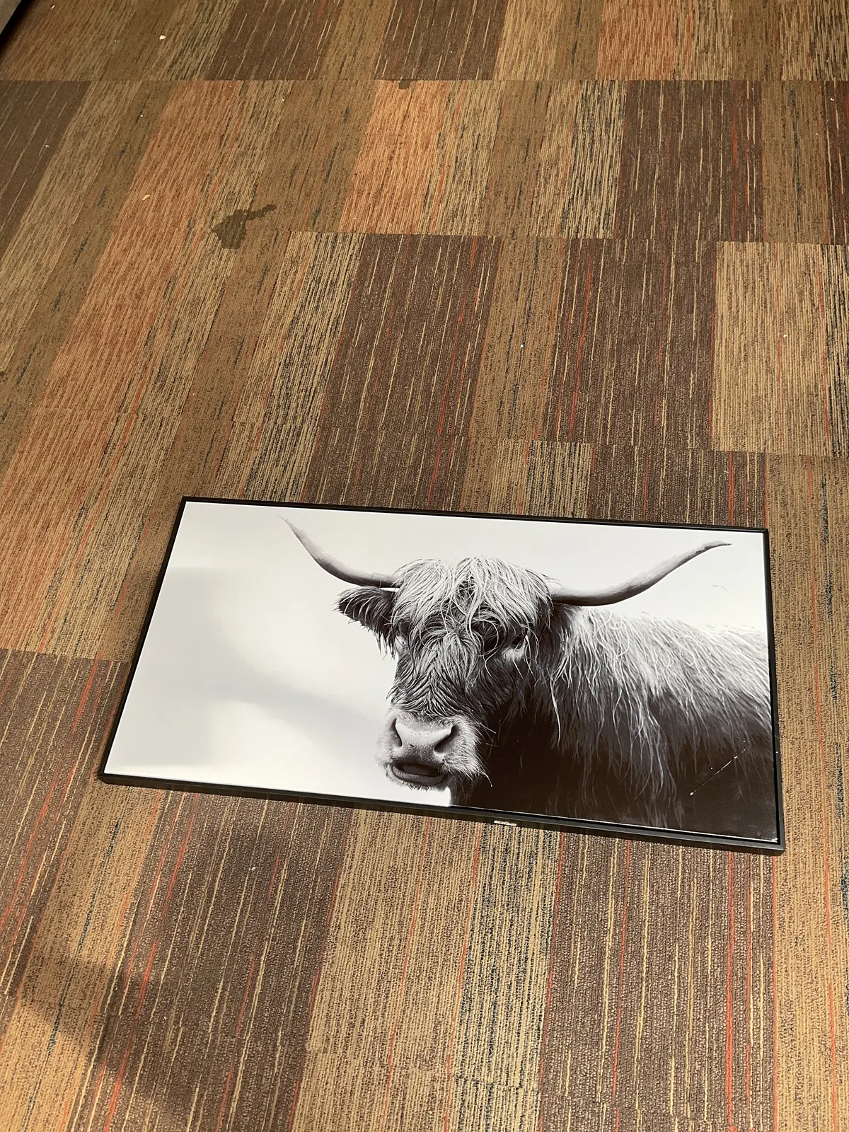 47" X 24" Highland Cow Framed Canvas-As Is! Few Scuffs, See Pictures 1